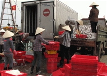 Nhộn nhịp Cảng cá Lạch Bạng. &nbsp;