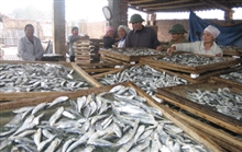 Chế biến hải sản xuất khẩu tại Công ty Nga Tự, xã Hải Châu (Tĩnh Gia).